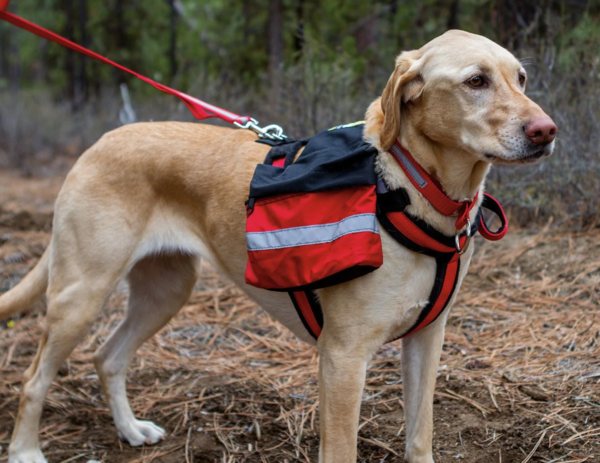 Harness with Urban Pack and Collapse-A-Bowl